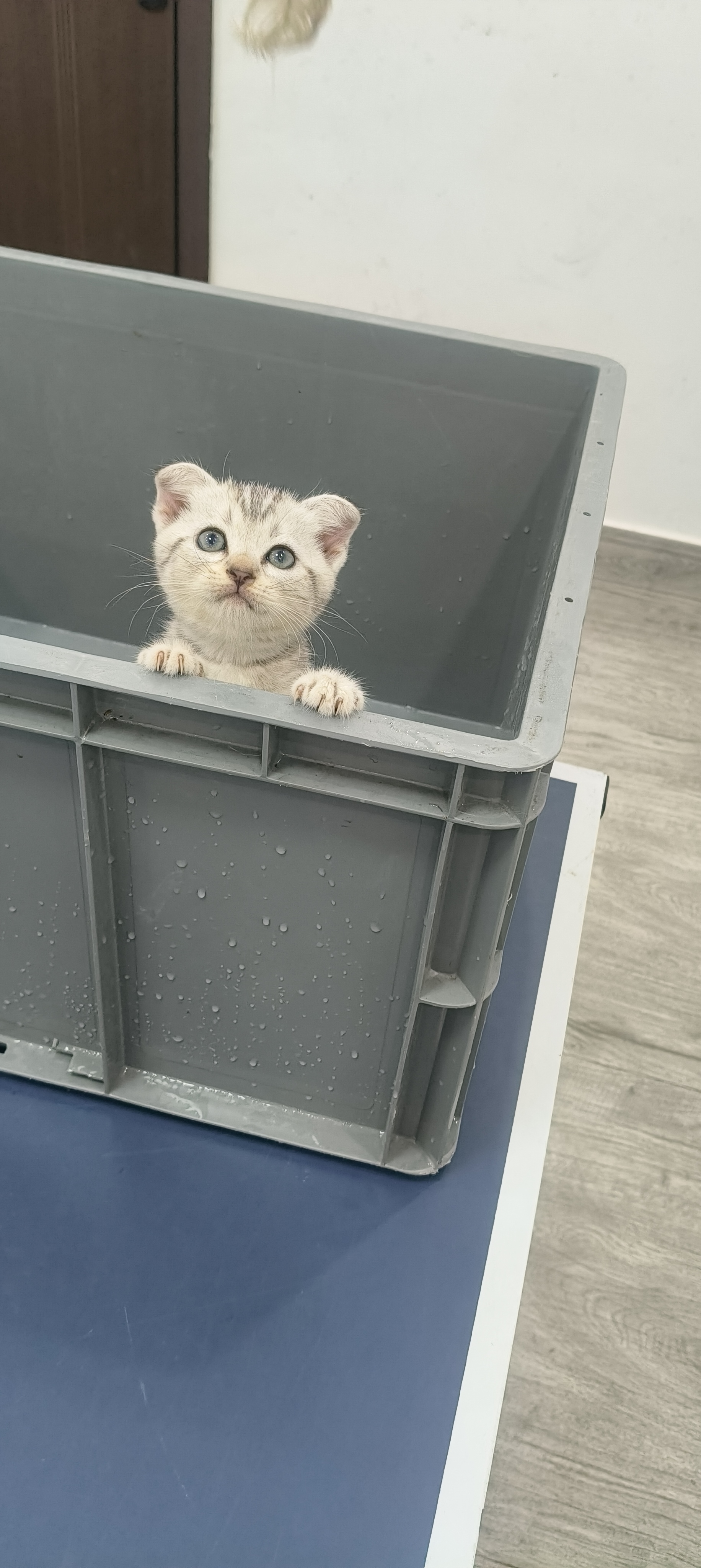 美短虎斑猫